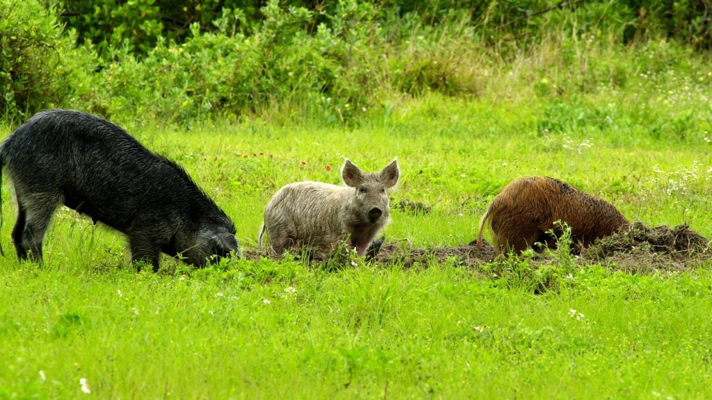 Wild ‘super pigs’ from Canada could become a new front in the war on ...