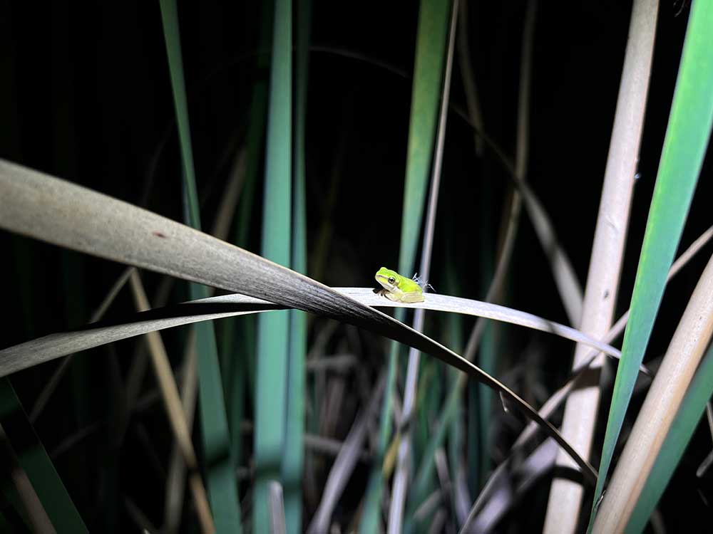 These Australian frogs get absolutely covered in seeds | Popular Science