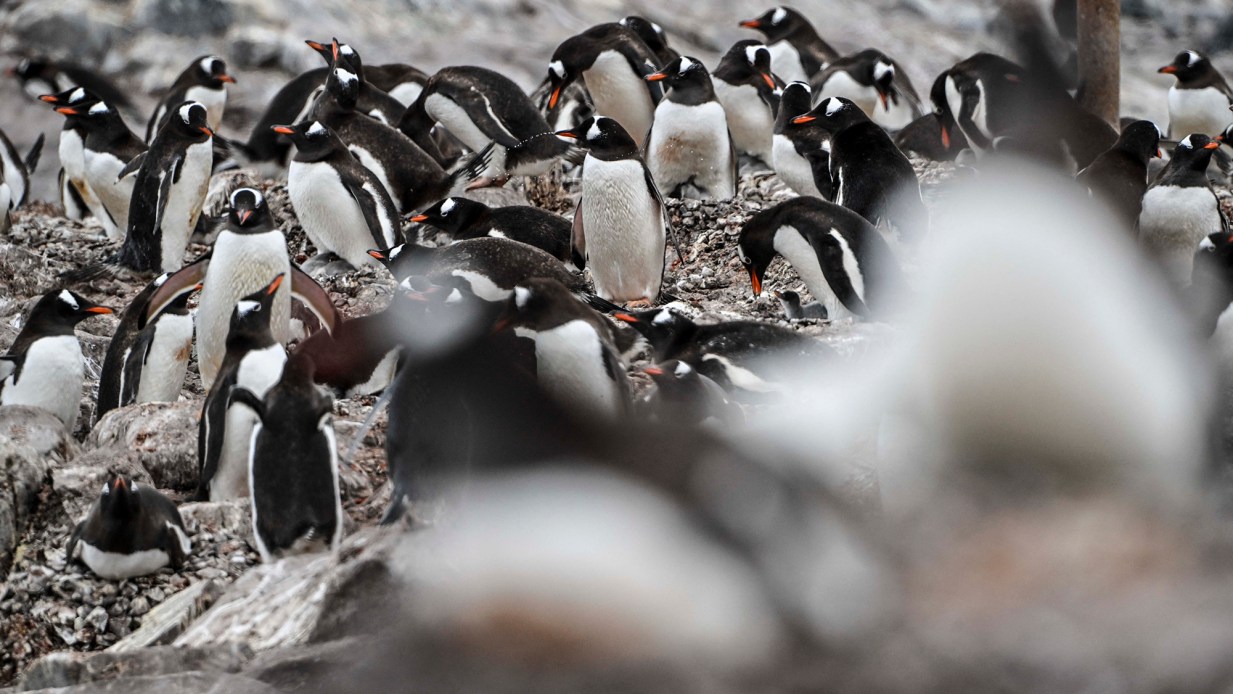 Antarctic penguins are now dying from the H5N1 strain of bird flu