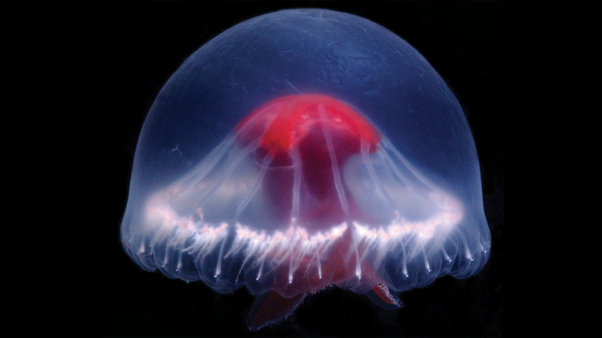 New jellyfish discovered near Japan may contain multitudes of