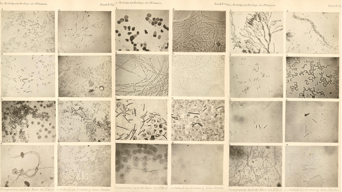 first-bacteria-images.png?