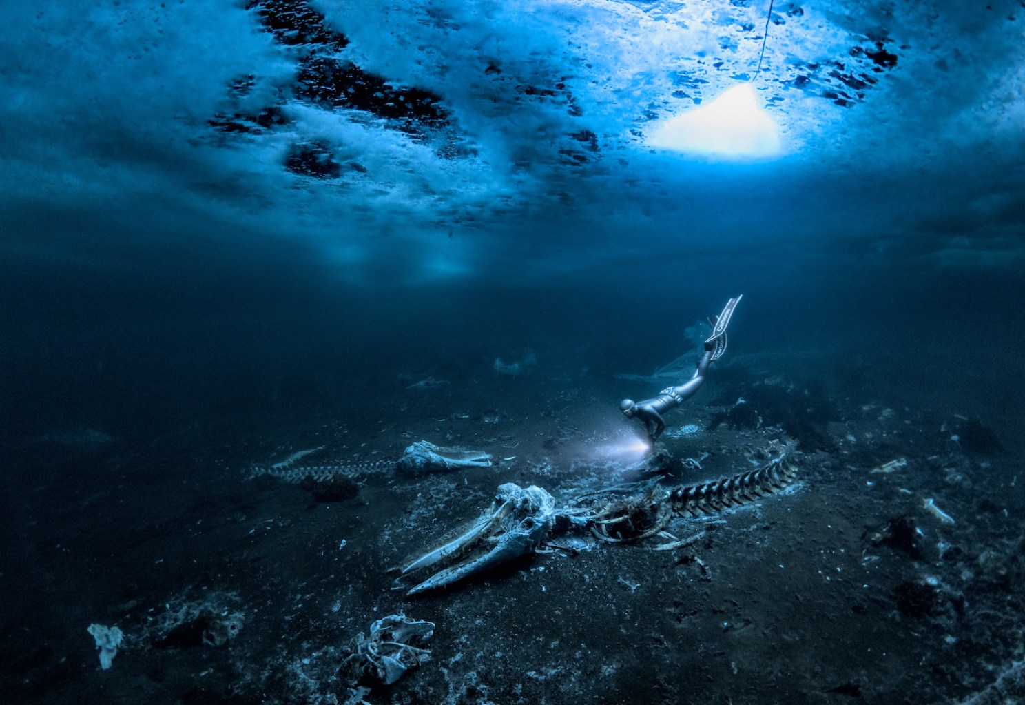 11 remarkable images from the Underwater Photographer of the Year ...
