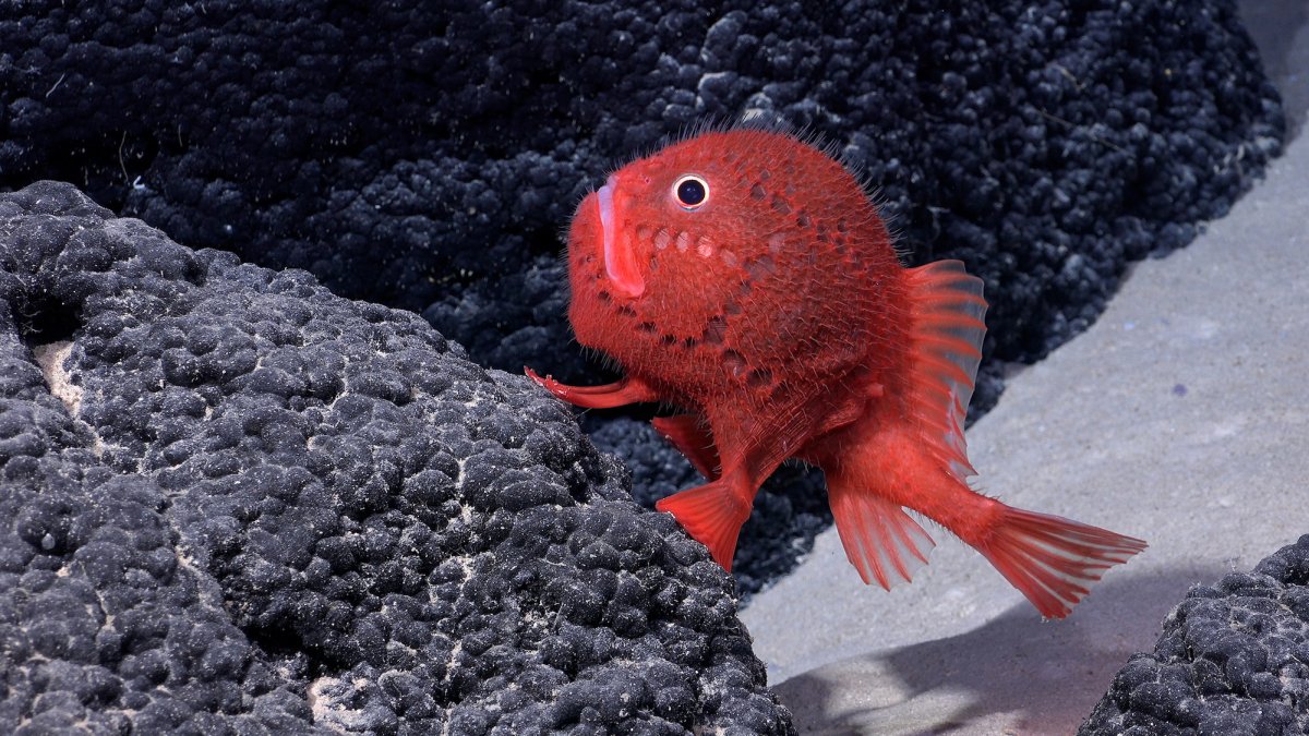 Antarctic Fishes' Change Their Behavior to Adapt to Changes in Water  Temperature, image size:1200x675