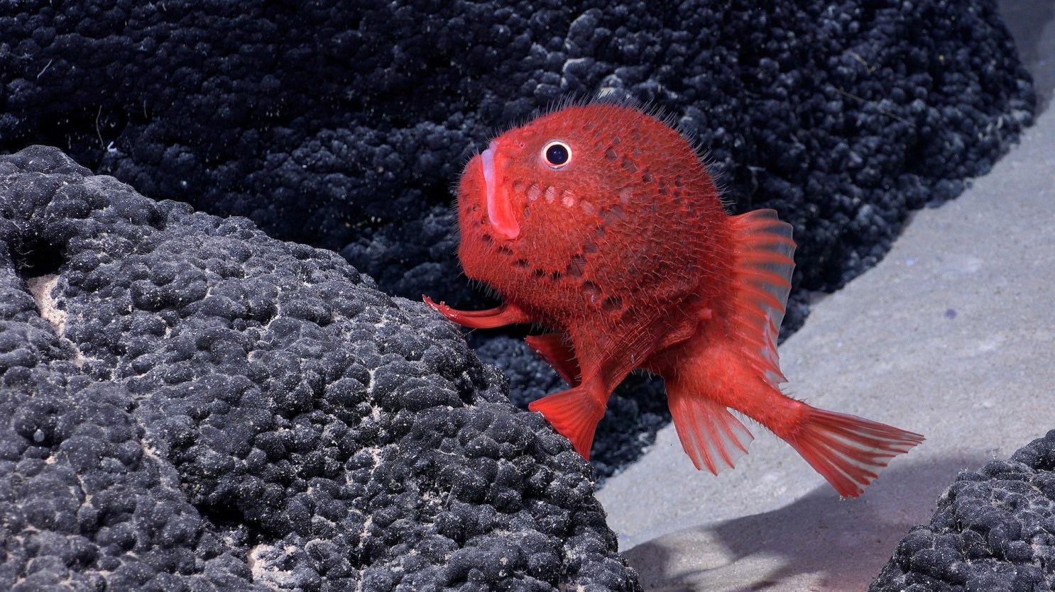 Scared Red Fish Seriously grumpy-faced fish discovered in Red Sea | Popular Science