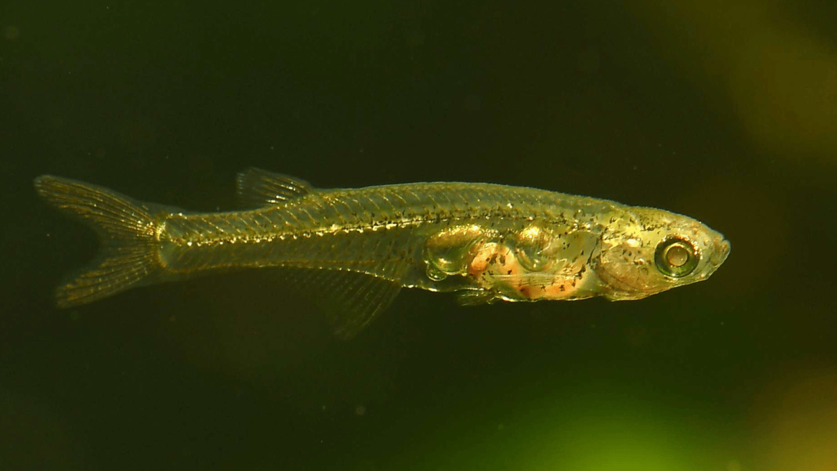 This tiny fish is louder than an airplane taking off | Popular Science