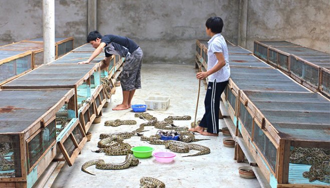 Scientists propose eating more python | Popular Science