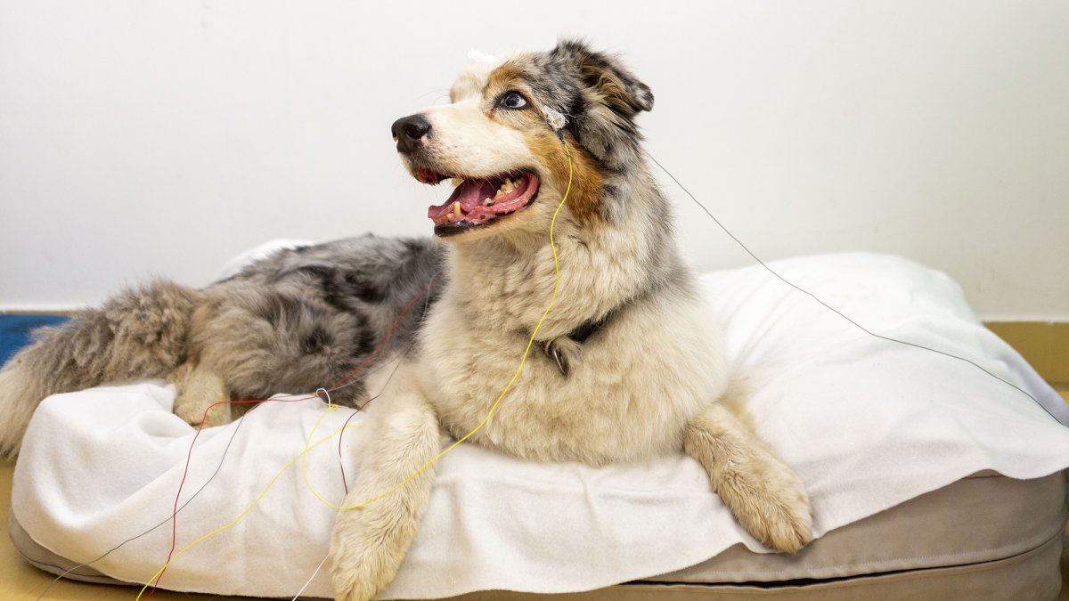 New evidence suggests dogs may ‘picture’ objects in their minds ...