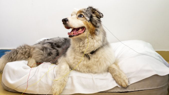 New evidence suggests dogs may ‘picture’ objects in their minds ...