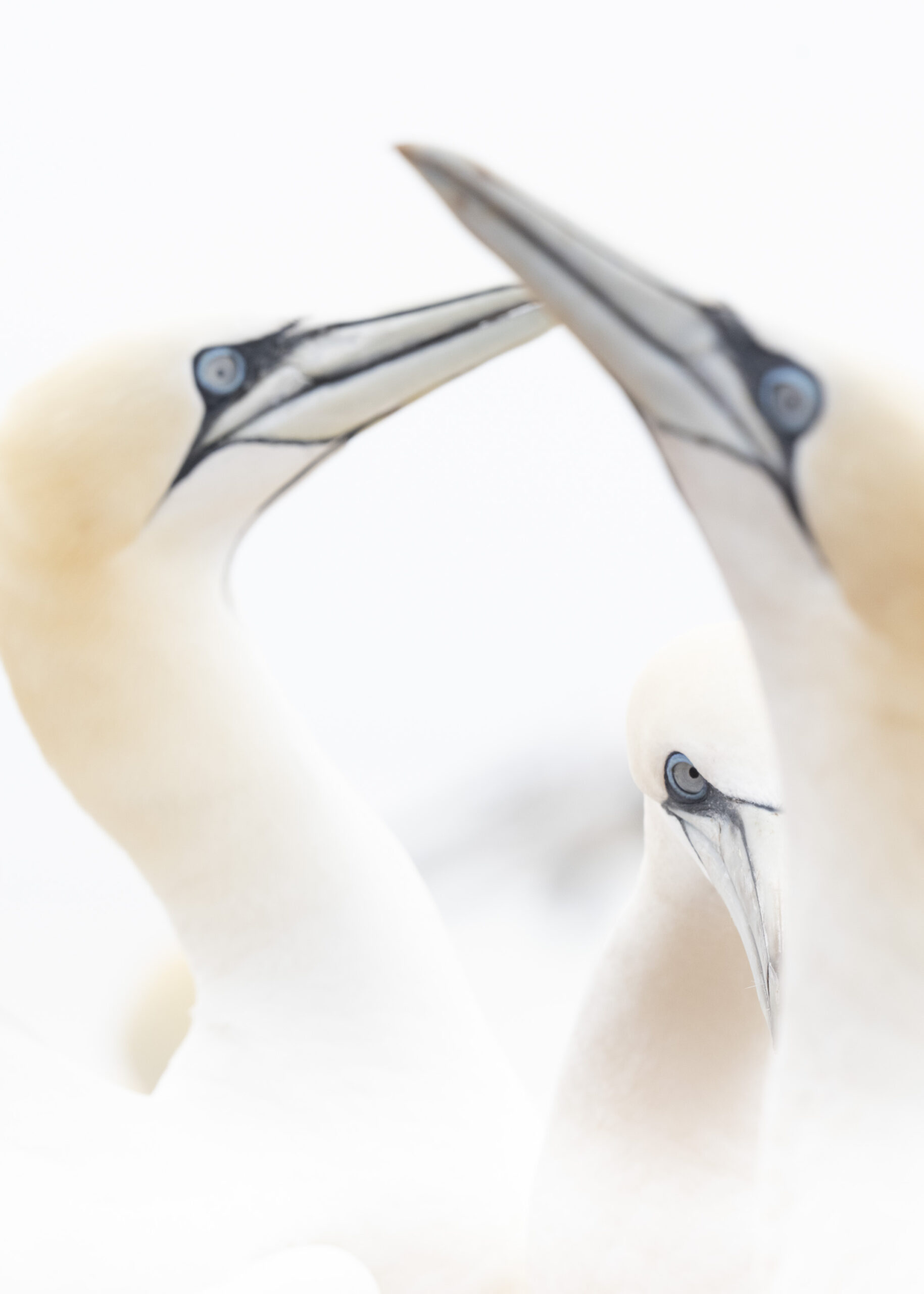 three birds: two looking at each other with a third staring at the camera
