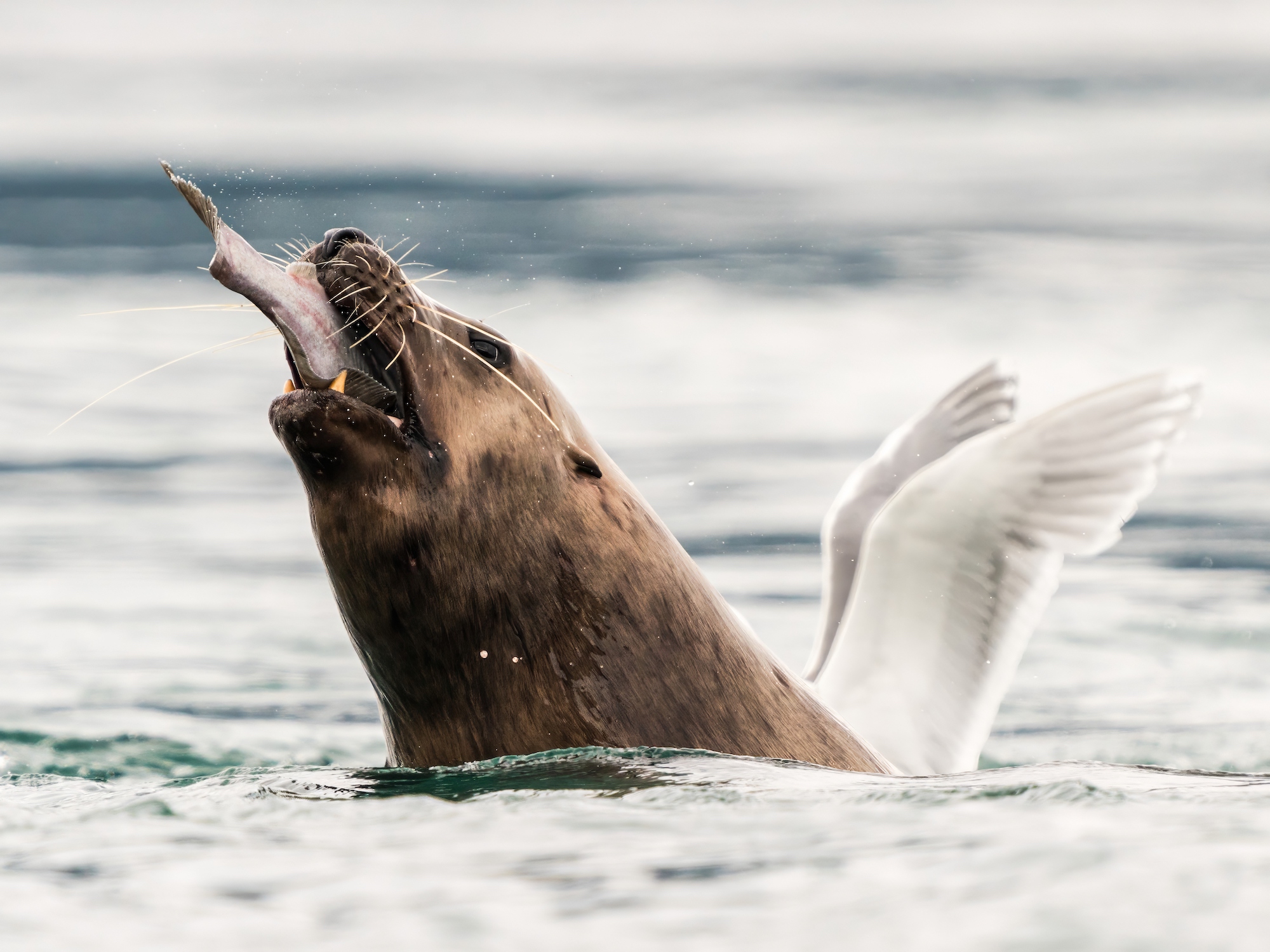a sea lion eats a fish but looks like it has the wings of a gull