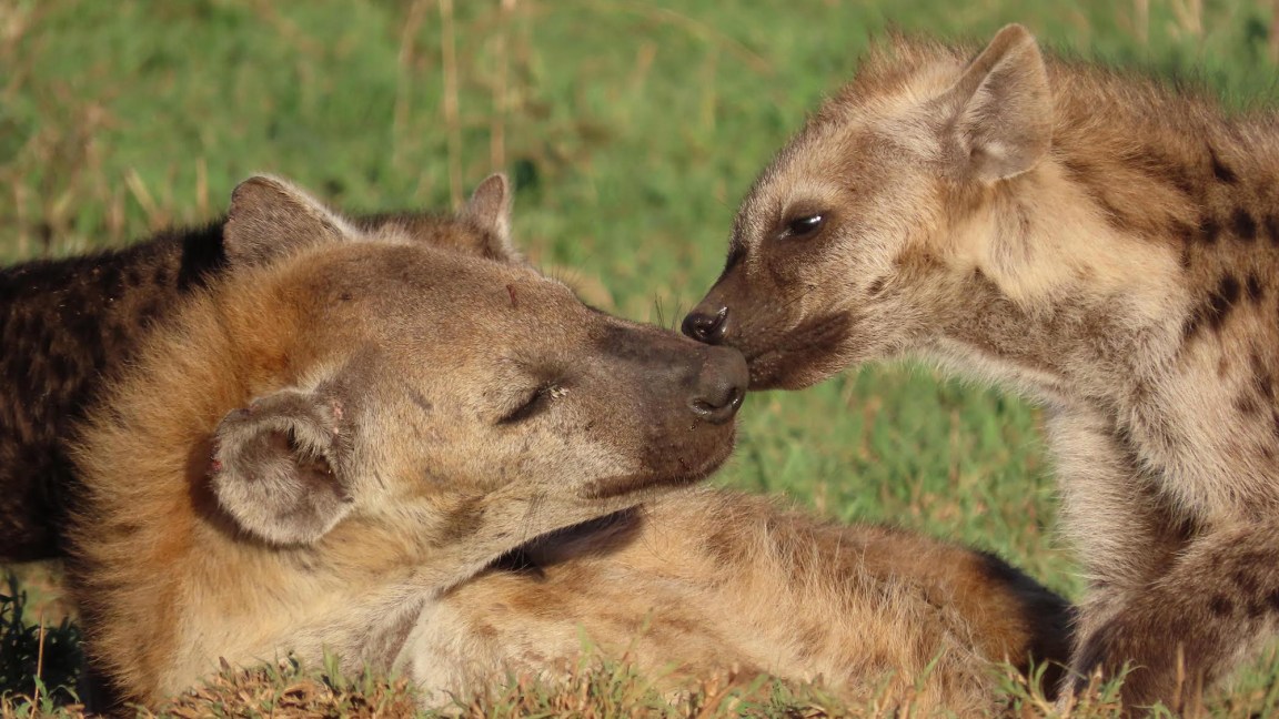 Hyenas’ social status shines through in their poop | Popular Science