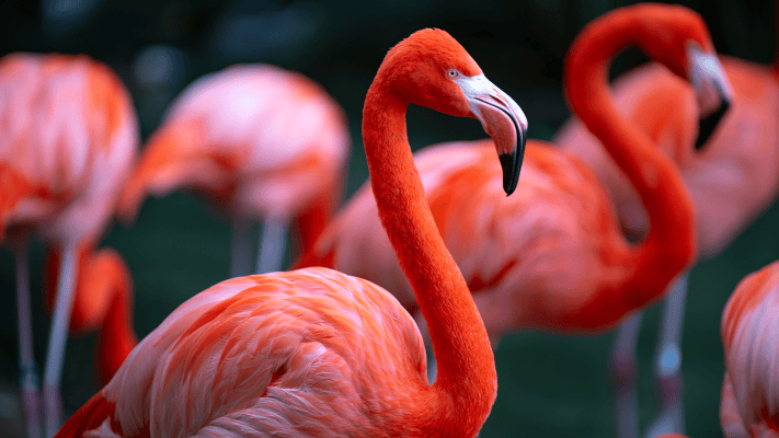 We were very wrong about birds | Popular Science