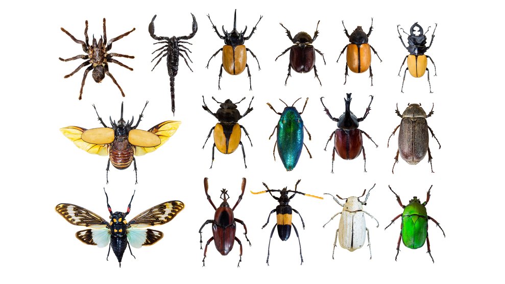 Why are there so many different beetles? | Popular Science
