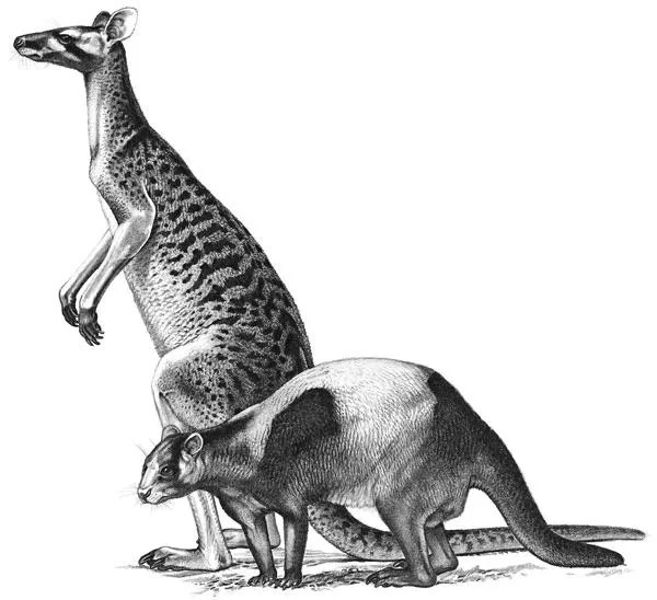 An artist’s reconstruction of the extinct kangaroos Protemnodon anak (upper) and Protemnodon tumbuna (lower). Despite being closely related, the two were quite different animals in terms of their habitat and their method of hopping.CREDIT: Peter Schouten (year unknown).