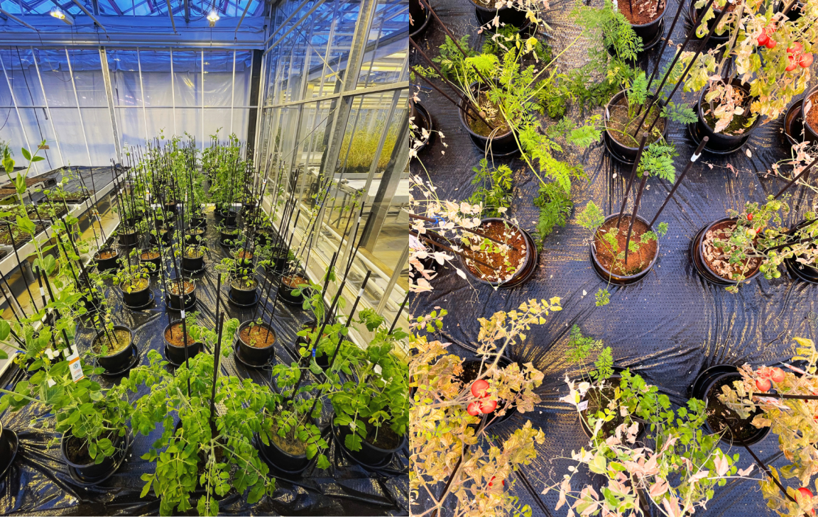 Mars Instruments Planters Ancient farm practice could help sustain future humans on Mars ...