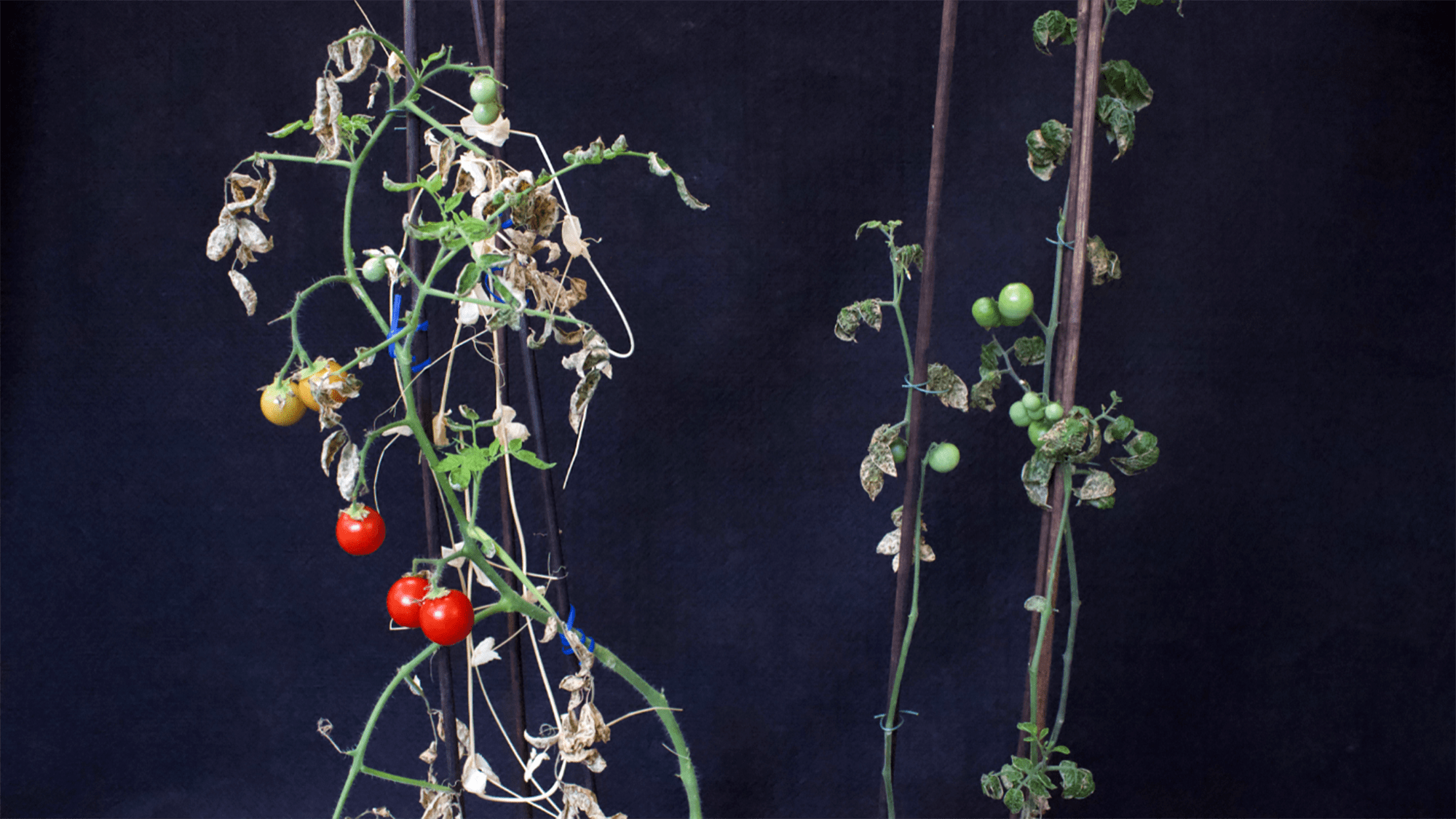 Intercropped tomato (left) compared to monocropped tomatoes (right). Both were planted on the same day, but here we can see that the intercropped tomato plant is larger, bears more fruit, and the tomatoes ripened earlier than its monocropped counterpart.