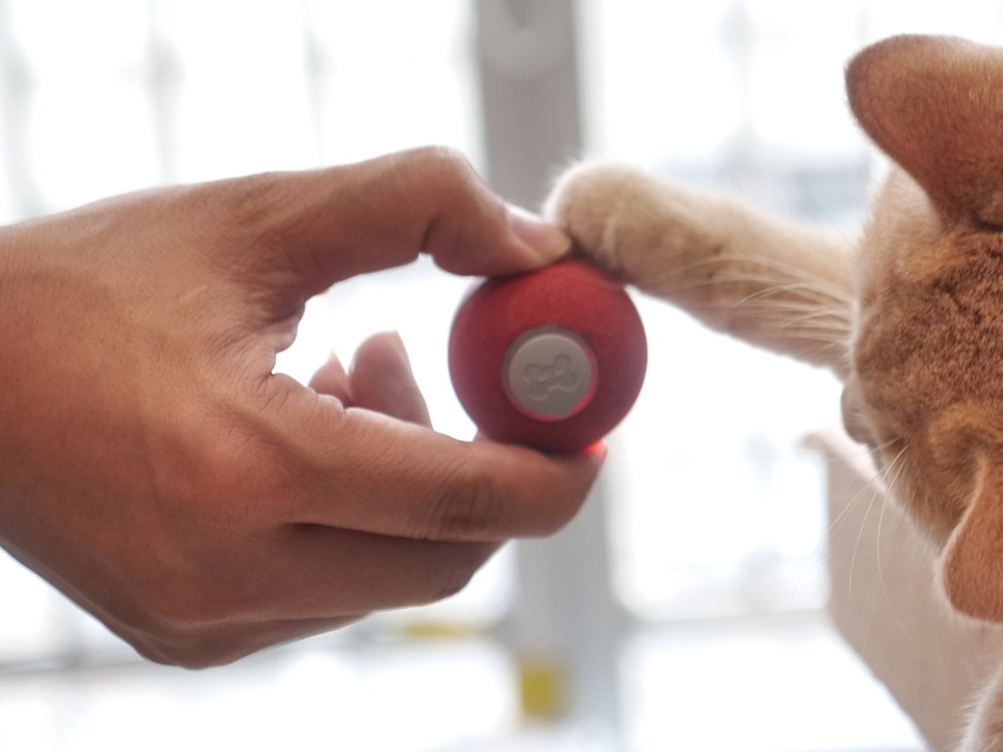Sheer Fun This interactive toy provides endless fun for feline friends with no ...