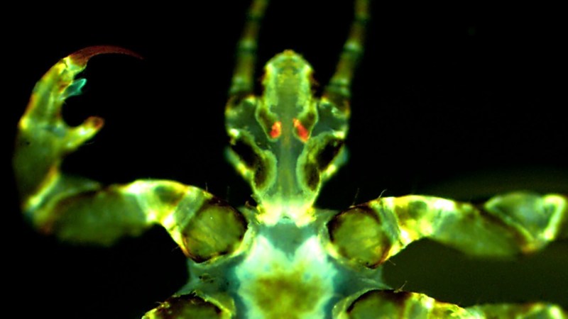 Body lice may be pretty good spreading bubonic plague