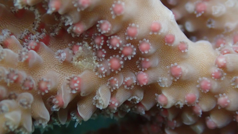 Scientists are studying the mysterious sex lives of coral