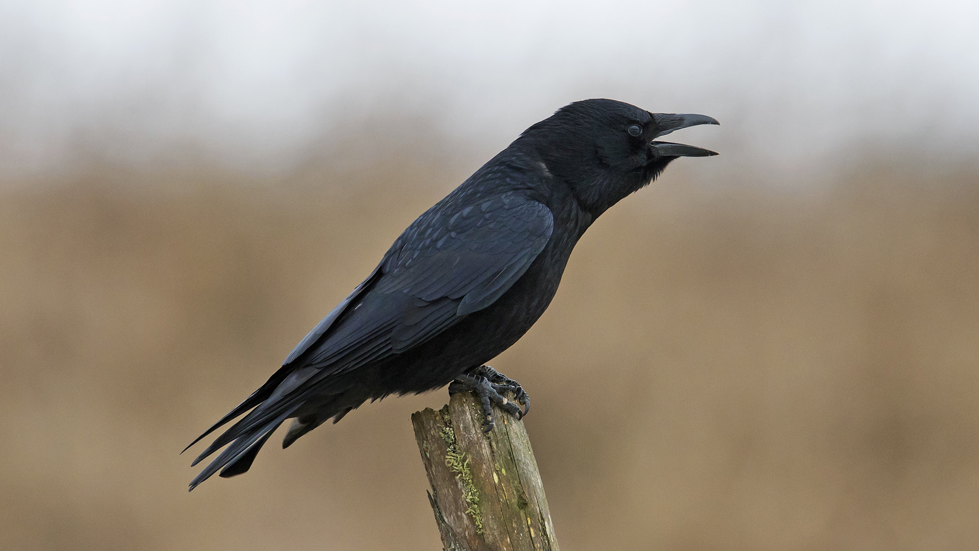 Les corbeaux peuvent « compter » de la même manière que les tout-petits, selon une nouvelle étude