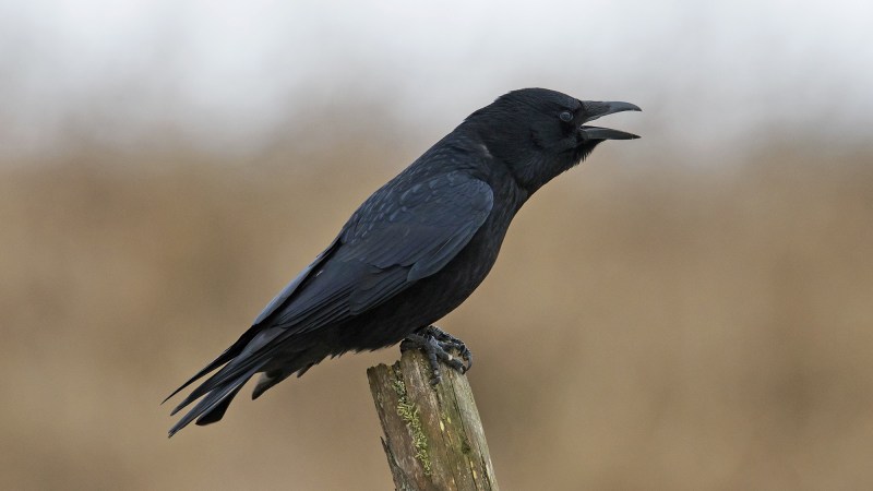Crows can ‘count’ similarly to toddlers, according to new study
