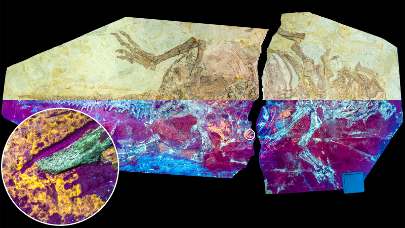 Rare skin fossil sheds new light on dinosaur feathers