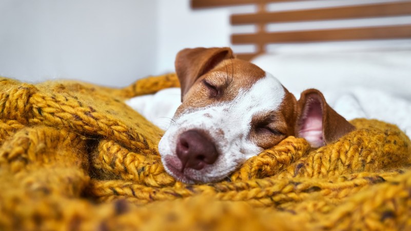 Do dogs dream? The answer might make you appreciate your pup even more.