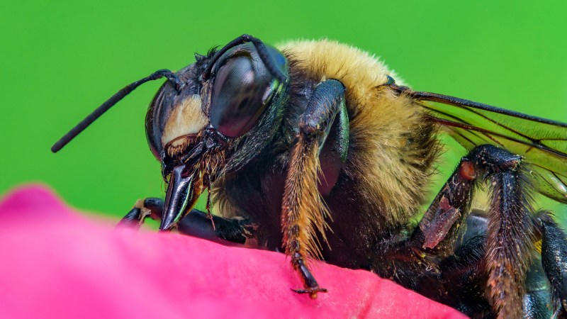 How scientists accidentally found out that some bees can hibernate underwater