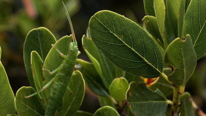 Summer Stick Insect Chance or pattern? Stick insects show repeatable evolution in action ...