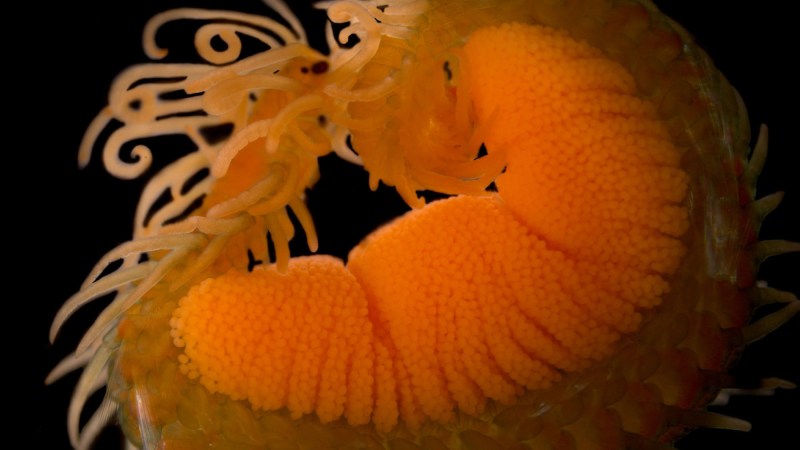 Stunning images offer a peek into the ocean’s microscopic baby boom