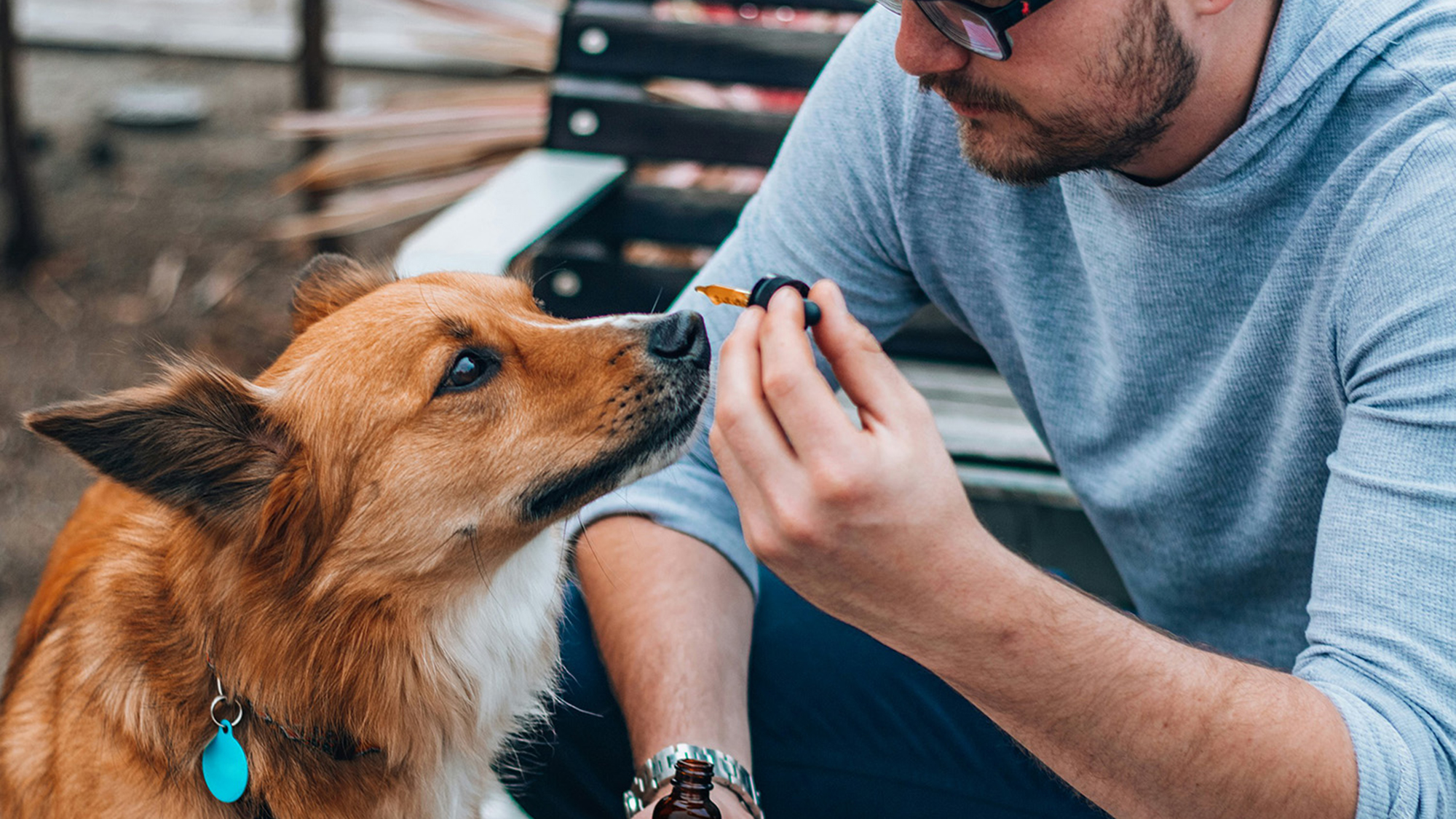 Convient à un chien ?  Les dernières connaissances scientifiques sur le CBD pour animaux de compagnie