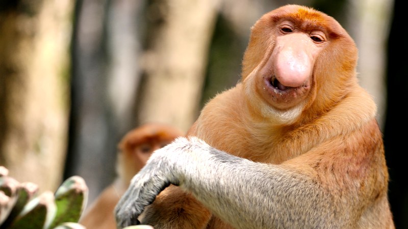 These monkeys have giant noses for exactly the reason you think