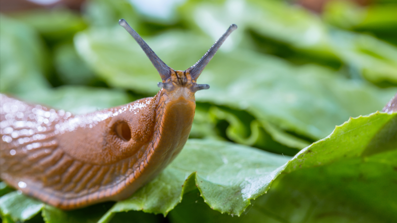 Slimy slugs and snails surprisingly thriving in LA
