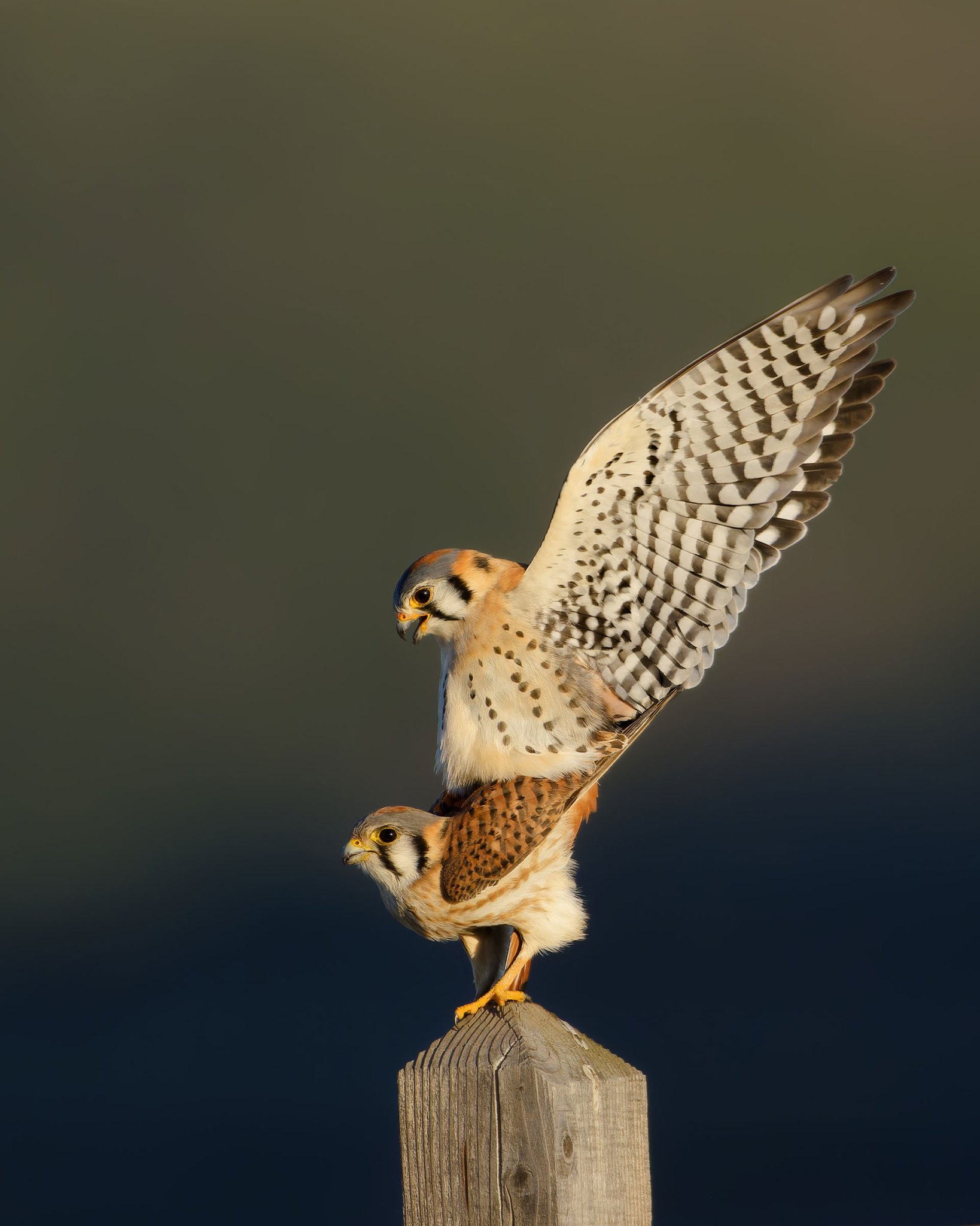 Mating, murder, and parenting: The complex lives of birds on display in ...