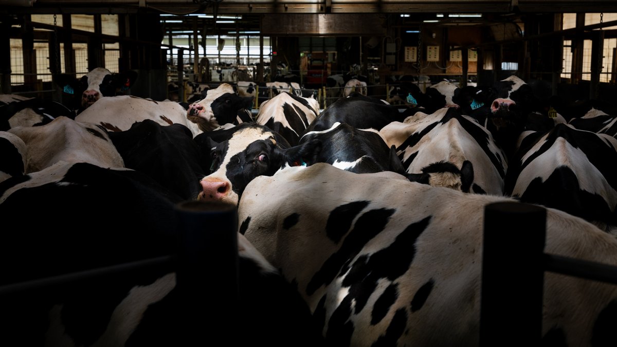 Can we prevent a bird flu pandemic in humans? | Popular Science