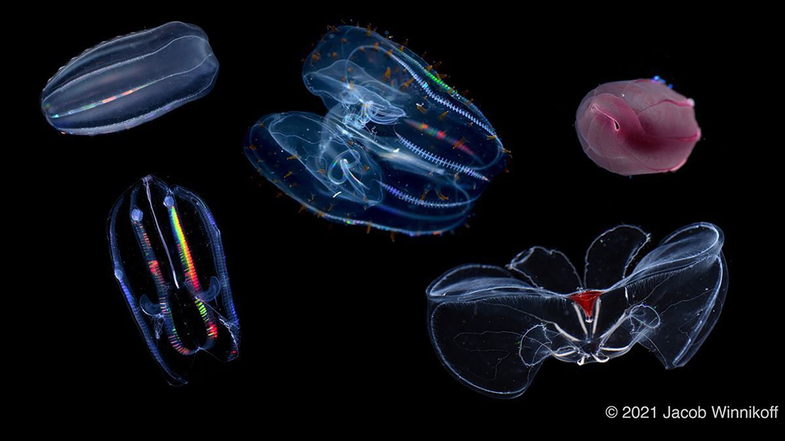 Comb jellies won’t give into the extreme pressures of deep-sea life ...