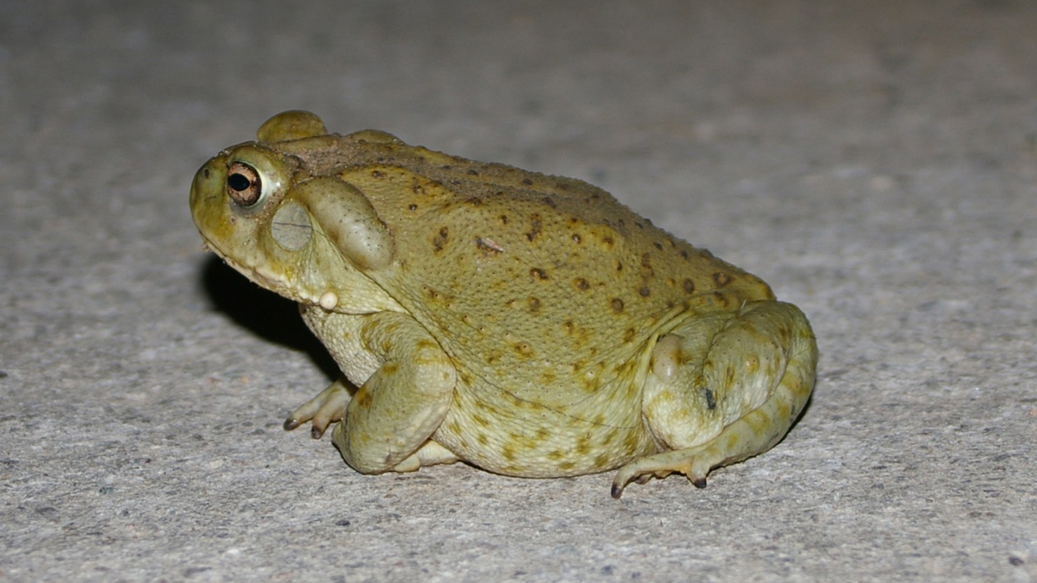 From toad toxin to medicine: The promise of 5-MeO-DMT | Popular Science