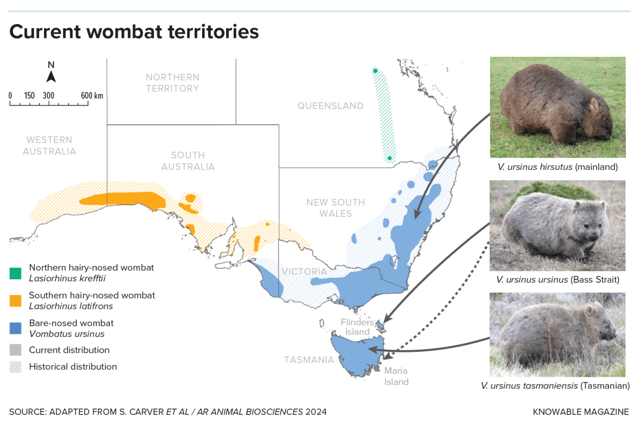 Inside the secret lives of wombats | Popular Science