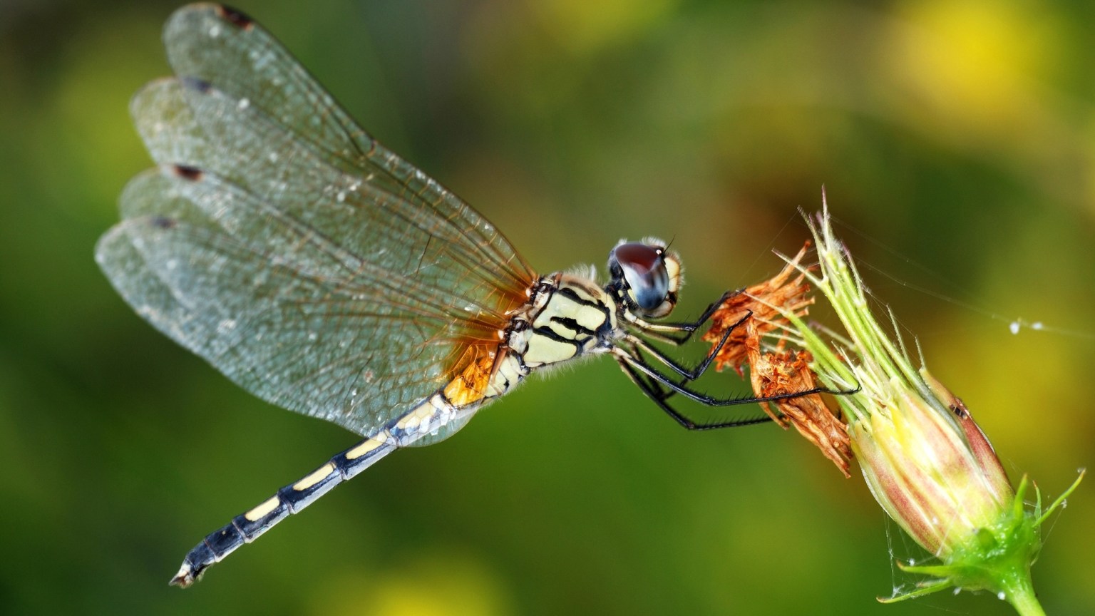 Dragonflies reveal how toxic mercury moves in nature Popular Science