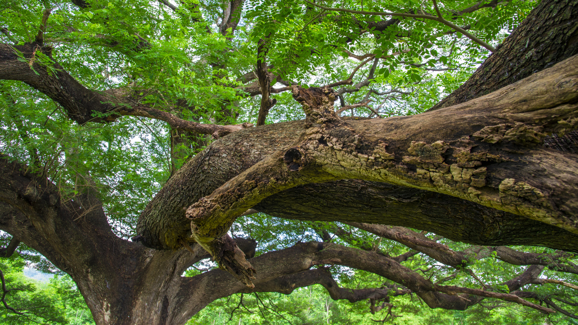 How Does The Bark Help A Tree