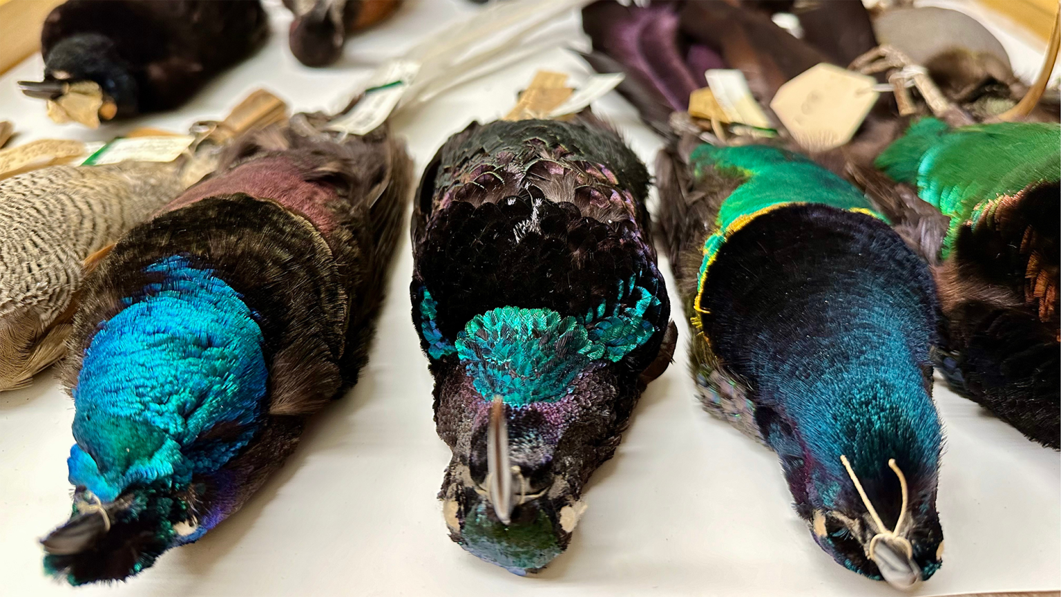 Photo inspiration: Picture Idea: Songbirds Have Things To Teach Us About Intelligence