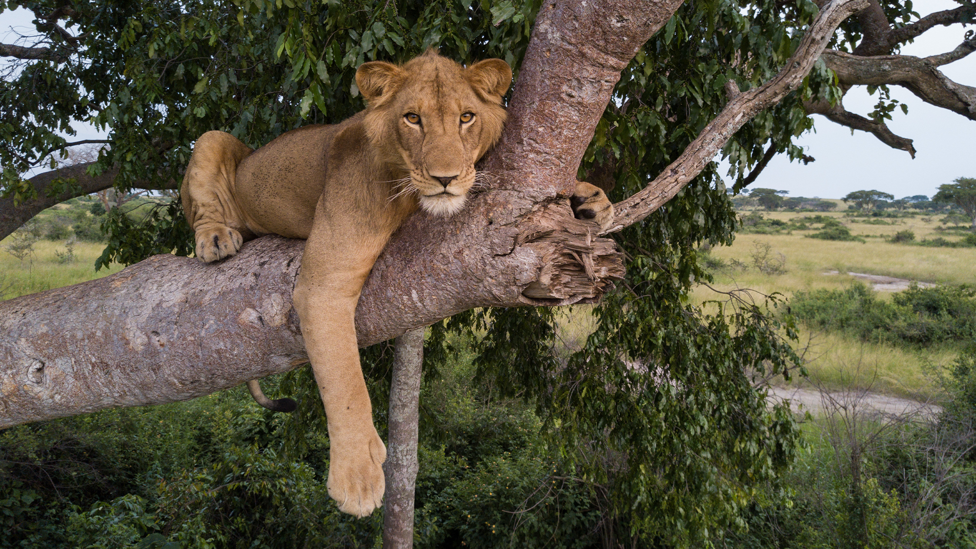 jacob-lion.png