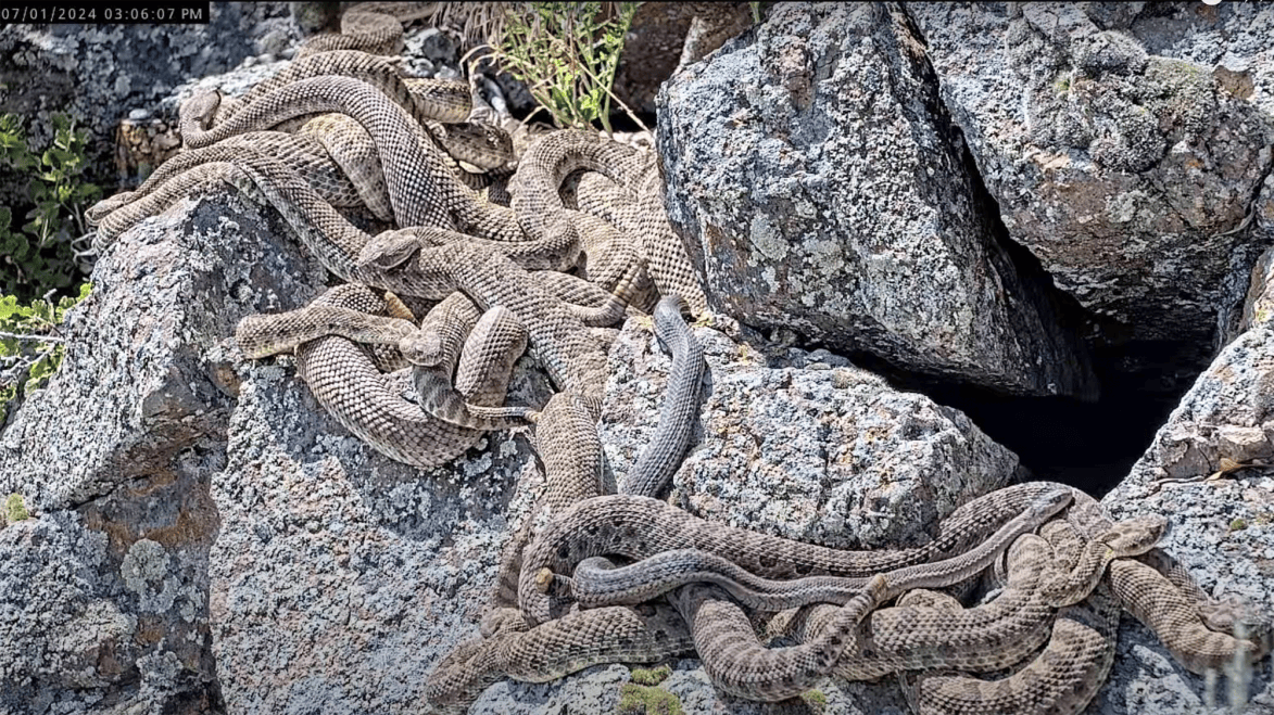 Multiple Rattle Snakes Ssssso many snakes: Watch a ‘mega-den’ of rattlesnakes in real time ...
