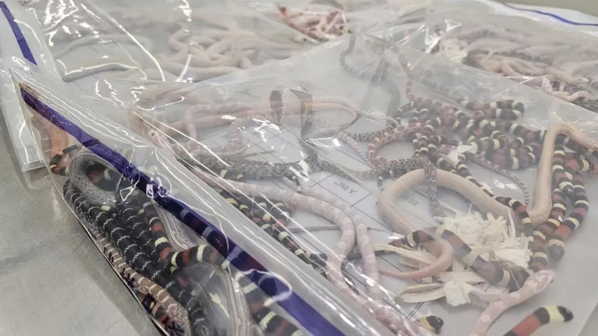 Chinese Customs caught man with 104 snakes in his pants | Popular Science