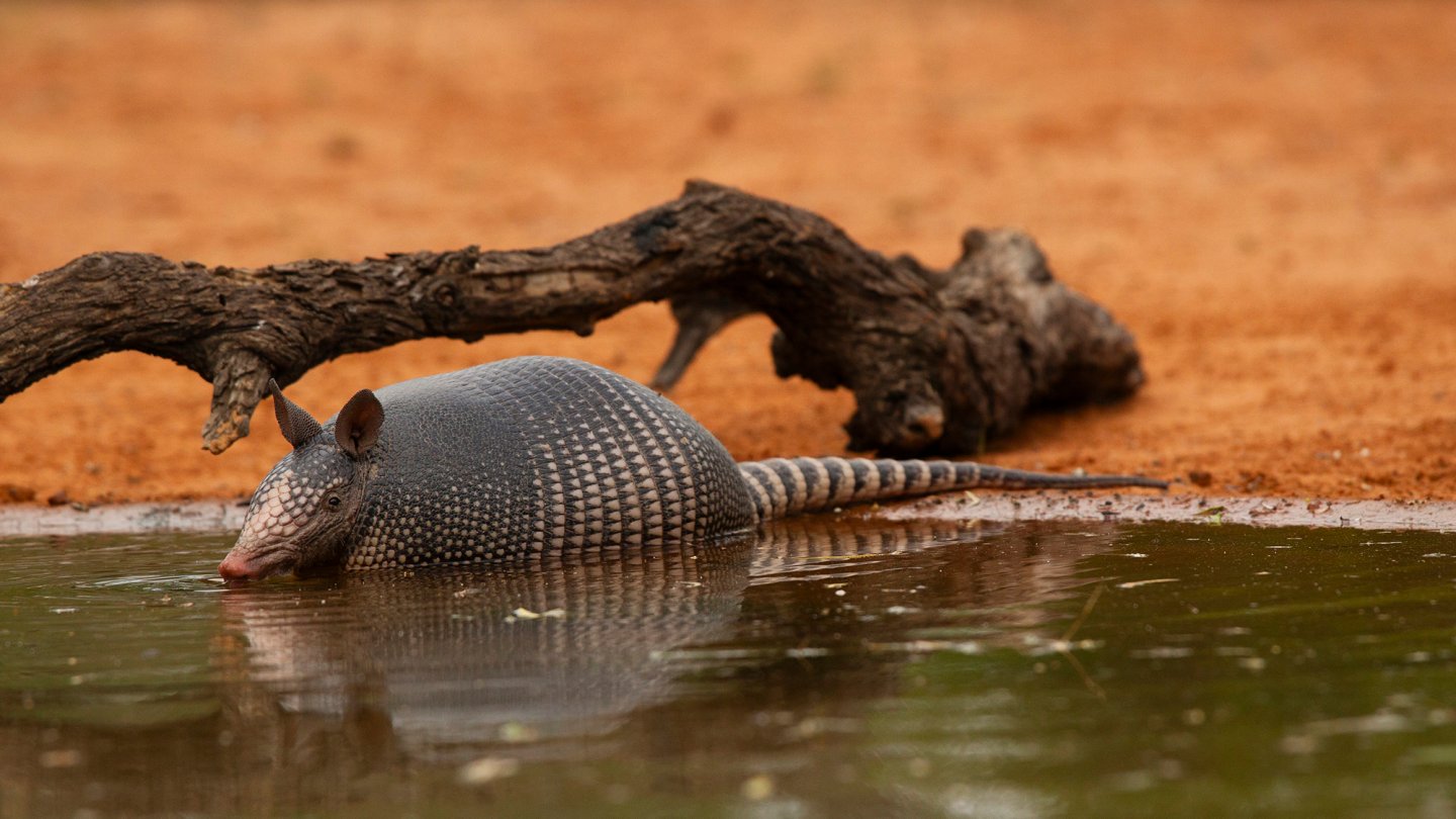 ‘Chaos is the norm now:’ The blurry line between invasive and range ...