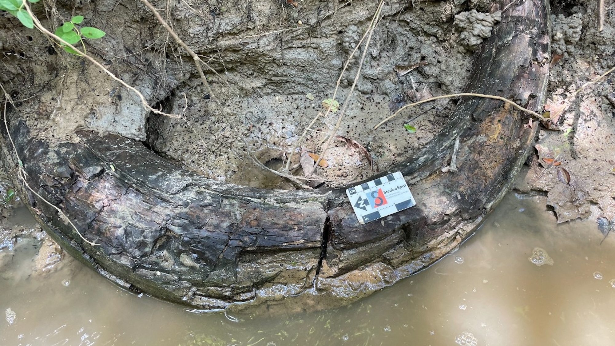 Un hombre encuentra un colmillo de mamut gigante en un arroyo de Mississippi Un hombre encuentra un colmillo de mamut gigante en un arroyo de Mississippi