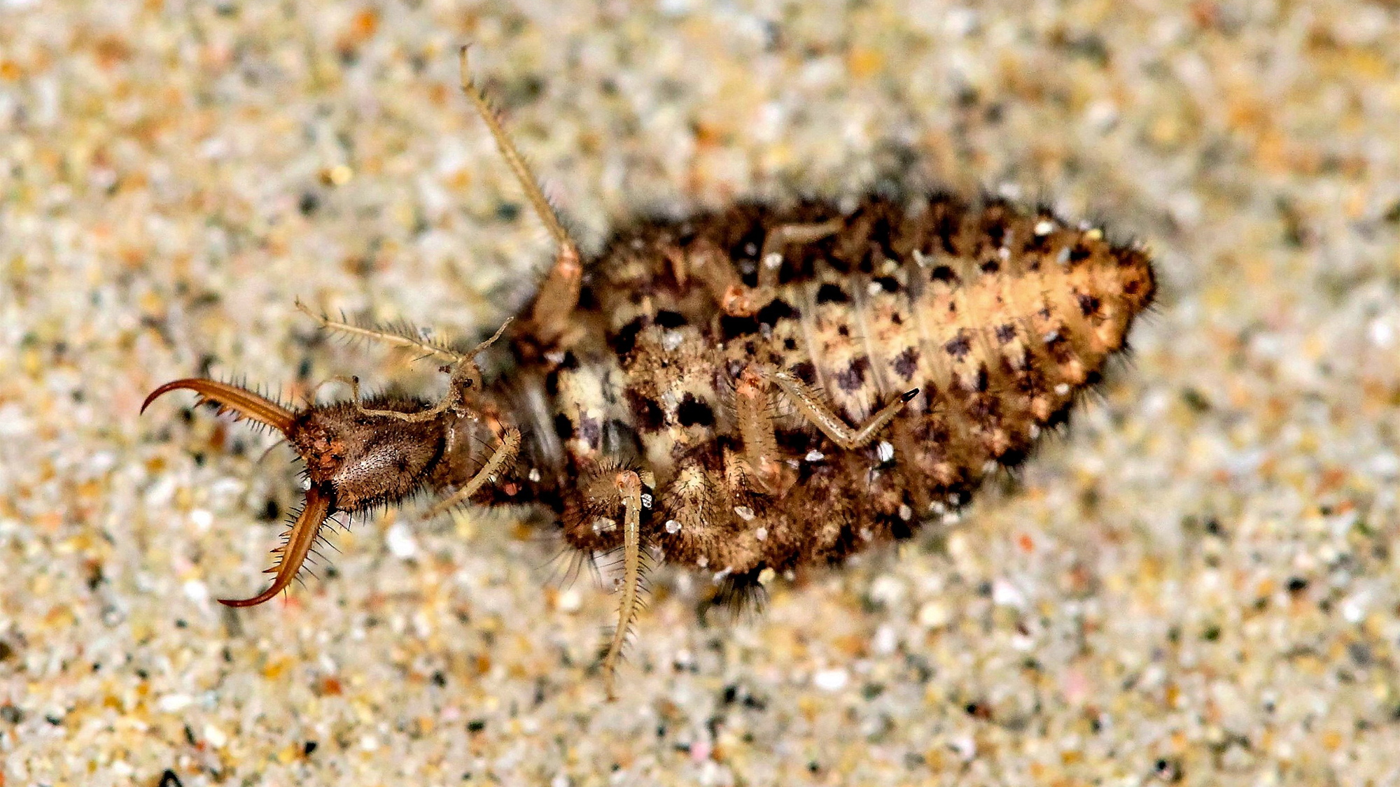 Antlion larvae can ‘play dead’ for more than an hour–then, things get random Antlion larvae can ‘play dead’ for more than an hour–then, things get random
