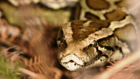 The 2024 Florida Python Challenge begins | Popular Science