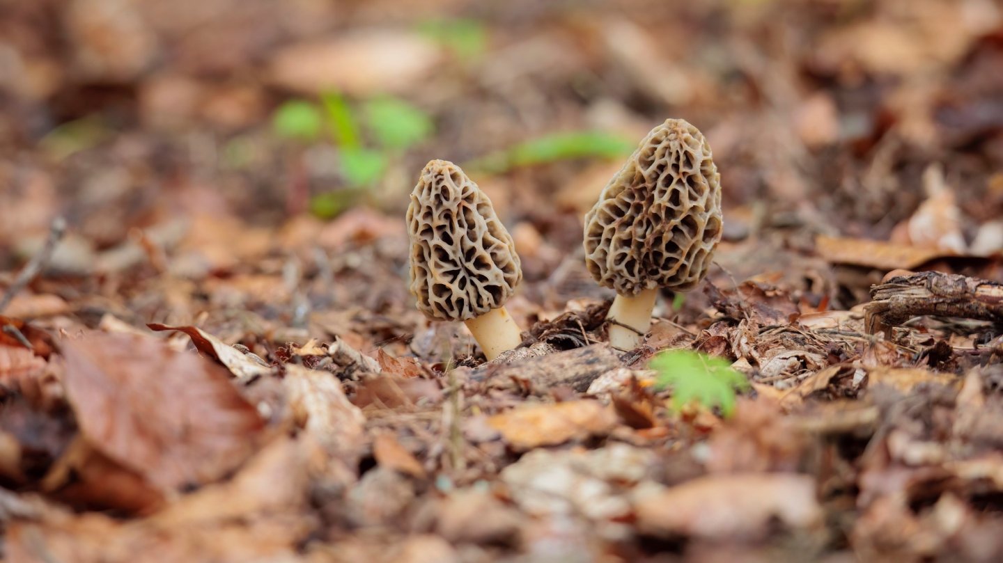Forest Fodder How to start forest farming: Grow delicious food in the woods | Popular ...
