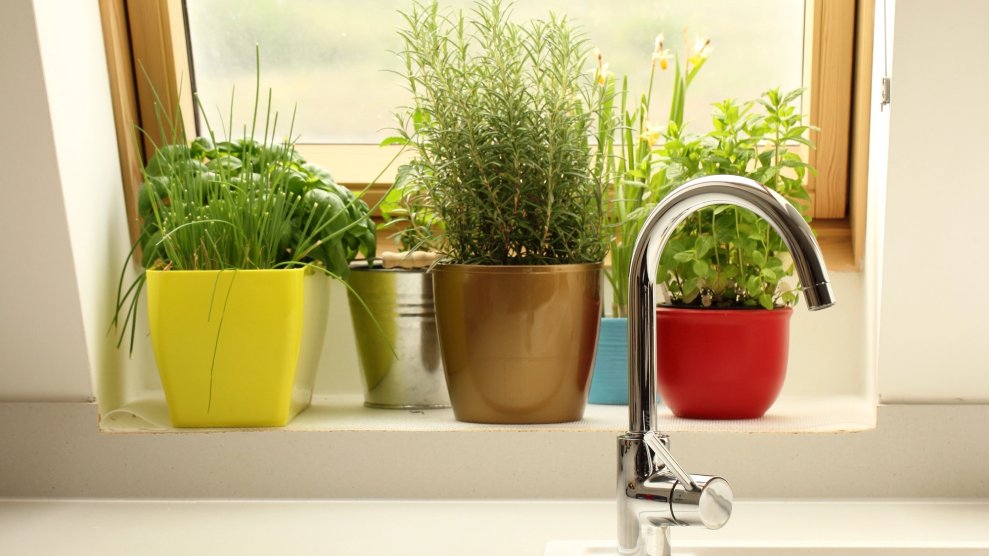 How to start growing herbs in your kitchen | Popular Science